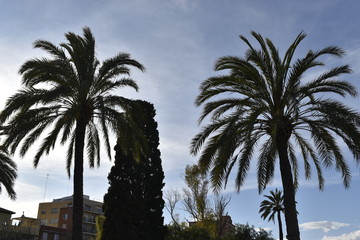 Fototapeta premium palm trees and blue sky
