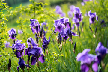  Schwertlilien Iris germanica im Fr&uuml;hling