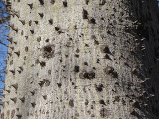 texture of bark of tree
