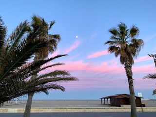 palm trees on the beach sunset Valencia