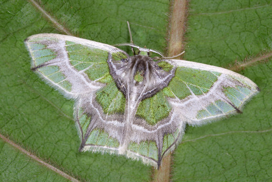 Chloractis pulcherrima from central and southern America