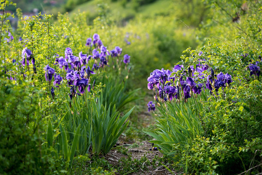 Schwertlilien Iris germanica im Fr&uuml;hling