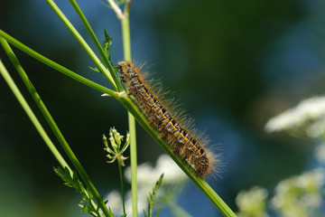 Caterpillar, bright, large, hairy, woolly,scramble  pupa,eutrix, pathatorium, lasiocampidae, long, larva, large, huge, colorful 