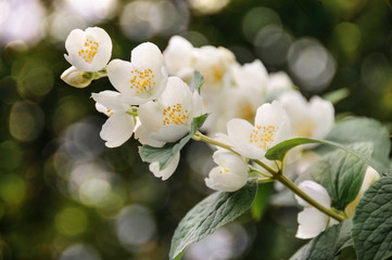 Jasmine white blooming spring bokeh background