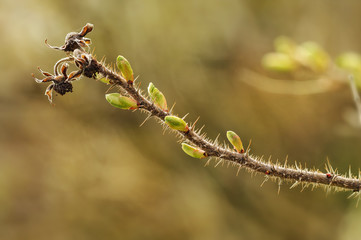 Rosehip branch with buds and last year's leaves  fruits. Macro spring 