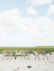 Naklejka premium zebras in africa