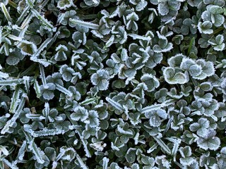 frozen grass at frosty morning
