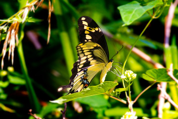 Giant Swallowtail Butterfly Eating Milkweed