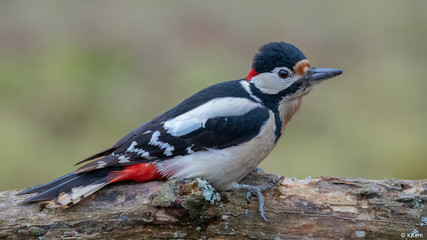 great spotted woodpecker