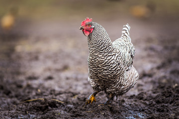 hens in the mud in the garden