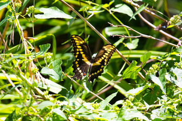 Giant Swallowtail Butterfly Eating Milkweed