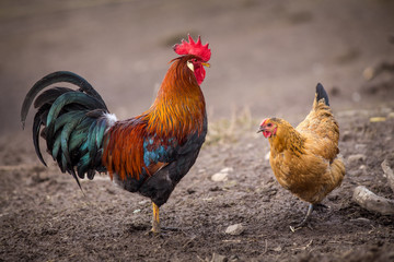 domestic rooster portrait in the mud in the garden