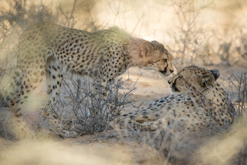 Cheetah cub and cheetah mum connecting their noses