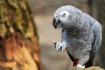 Graupapagei