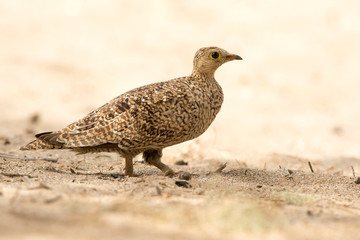 Sandgrouse walking on kalahari sand