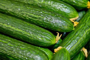 Background and texture of green cucumbers.