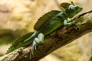 Stirnlappenbasilisk auf einem Ast