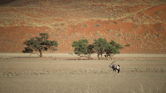 Gemsbok against red kalahari dunes and treeline in the background