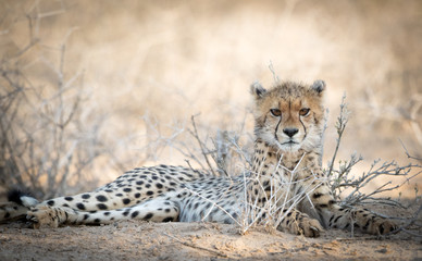 Cheetah cub lying in the shade of the Kgalagadi National Park in South Africa