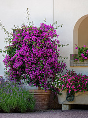 Flowers at Solliden castle in Sweden