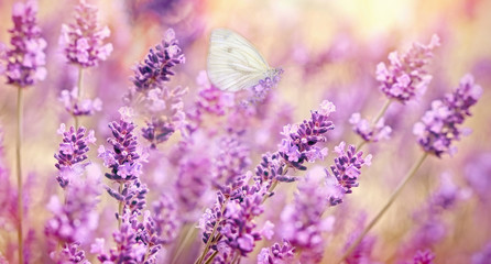 Selective focus on white butterfly on lavender, beautiful nature in summer
