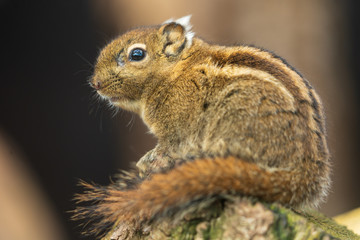 Chinesisches Baumstreifenhörnchen das auf einem Baumstamm sitzt