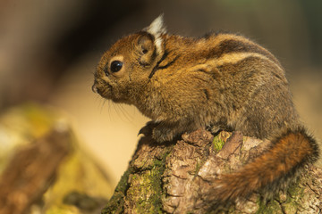 Chinesisches Baumstreifenhörnchen das auf einem Baumstamm sitzt