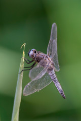 Dragonfly - Broad-bodied Chaser - Libellula depressa - close up - vertical design
