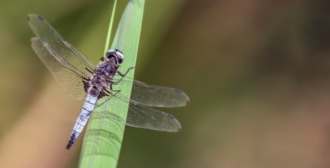 Dragonfly - Broad-bodied Chaser - Libellula depressa - close up - banner design