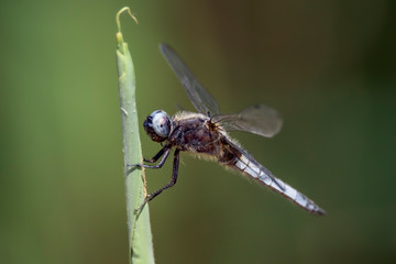 Dragonfly - Broad-bodied Chaser - Libellula depressa - close up