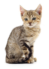 Kitten on white background.
