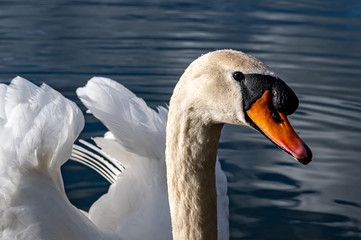Naklejka premium Portrait of adult mute swan, cygnus olor