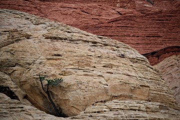 Tree Growing Through Red Rocks
