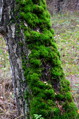 Peat moss (Sphagnum) on a tree trunk