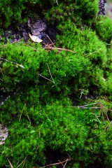 Peat moss (Sphagnum) on a tree trunk - closeup