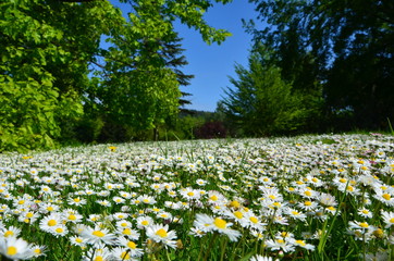 Fototapeta premium Blumenwiese