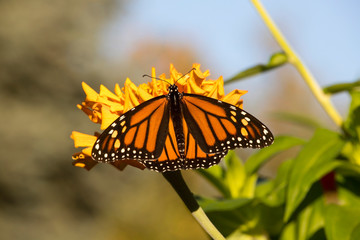 Monarch Butterfly Eating Nectar from Flowers and Plants