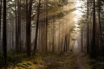 in the woods the early morning sun with its warm sunlight