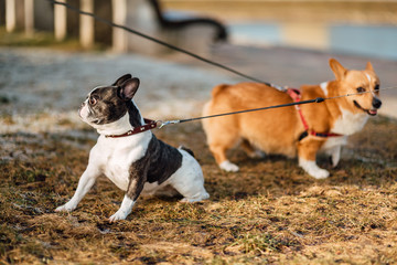 two small dogs play outdoors