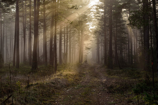 in the woods the early morning sun with its warm sunlight