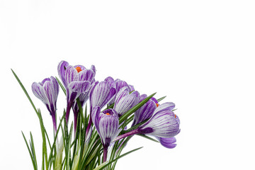beautiful Crocus flowers with dew drops on a white background