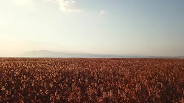 The red reeds aerial shot from acigol Afyonkarahisar