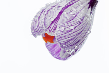 beautiful Crocus flowers with dew drops on a white background