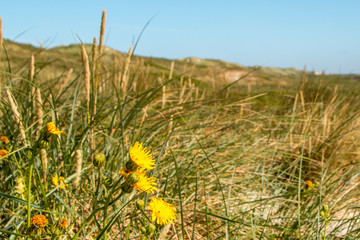 The Danish west coast that is filled with beautiful scenery and dunes