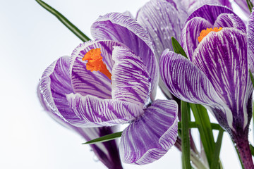 beautiful Crocus flowers with dew drops on a white background