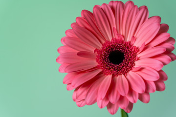 Gerbera flower close-up on mint-green background