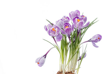beautiful Crocus flowers with dew drops on a white background