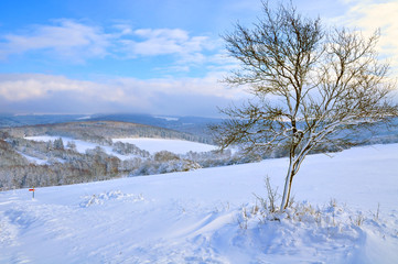 Fototapeta na wymiar winter snow landscape nature tree by forest