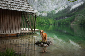 Hiking with a dog. Nova Scotia Duck Tolling Retriever mountain lake near the pier. Traveling with a pet,