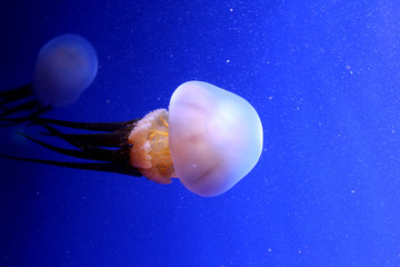 coloured jellyfish in the ocean on a blue background
